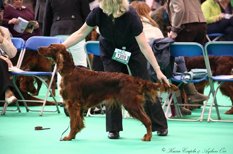 Crufts2011 305.jpg